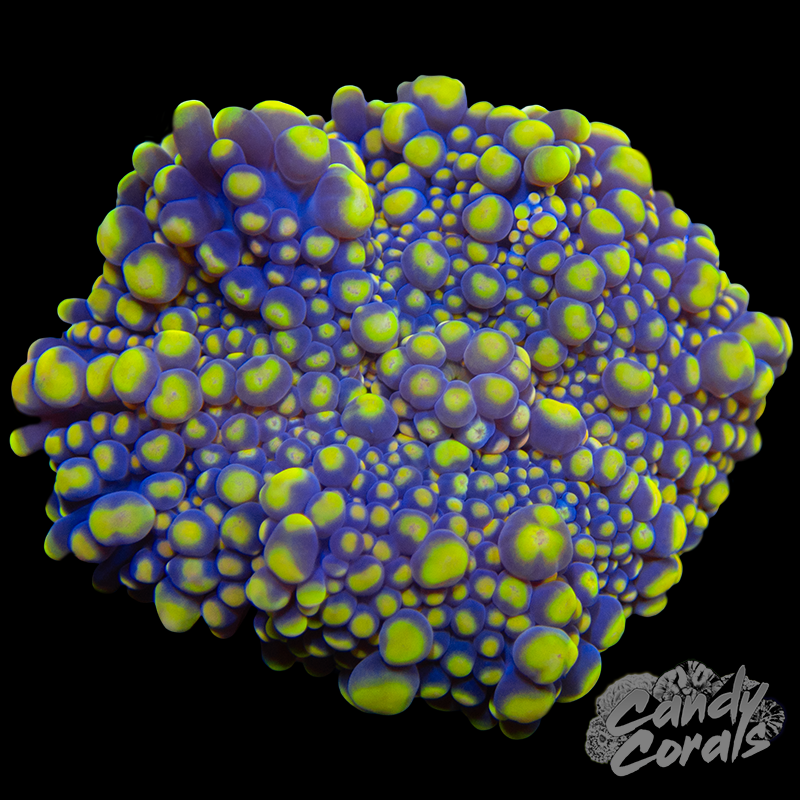 Ultra Yuma Mushroom WYSIWYG 91