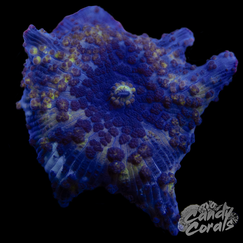 Bad Habit Discosoma Mushroom Per Polyp