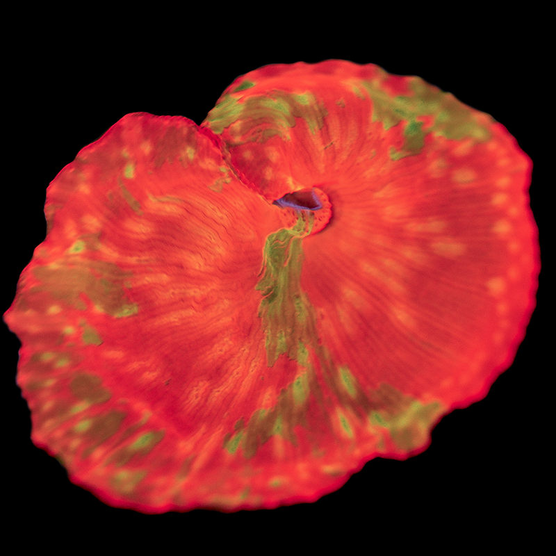 Yellow Spotted RARE Jawbreaker Mushroom WYSIWYG 3