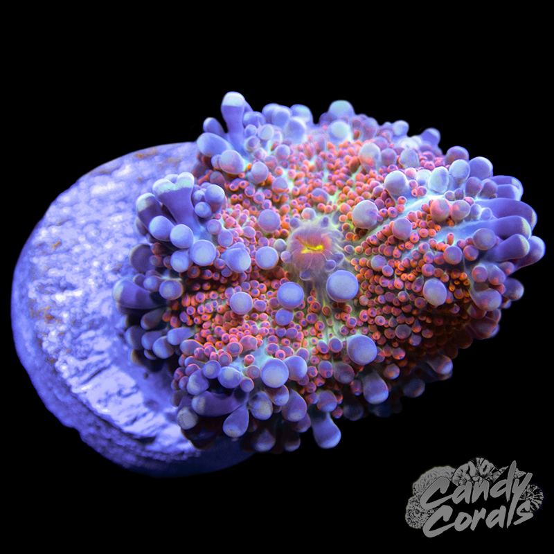 Rainbow Yuma Mushroom WYSIWYG 29