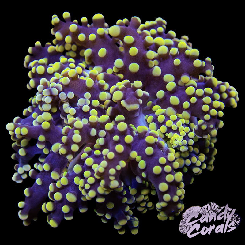 Orange Tipped Octospawn WYSIWYG 2