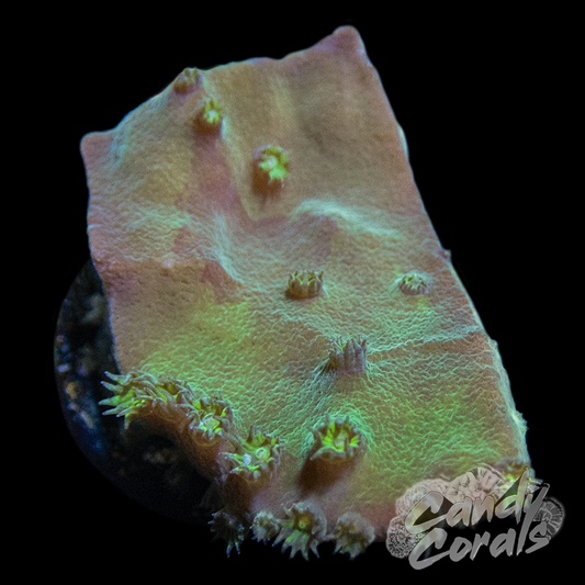 Cup Coral Frag