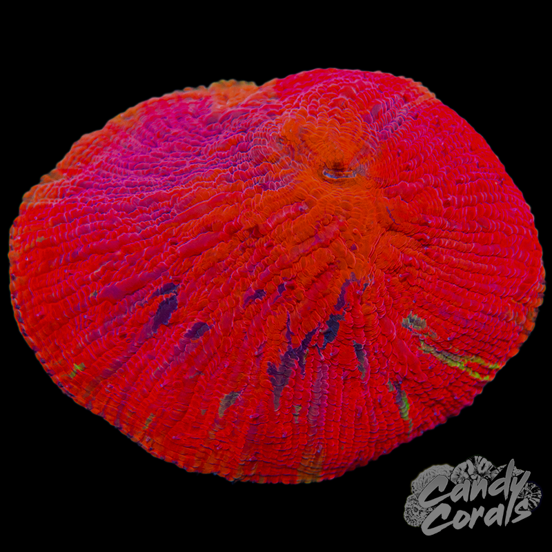 WWC Diablo Diaseris Plate Coral WYSIWYG 1