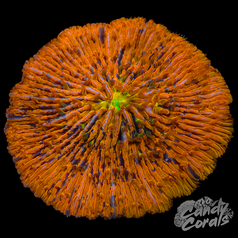 Orange Splatter Ultra Plate WYSIWYG 4