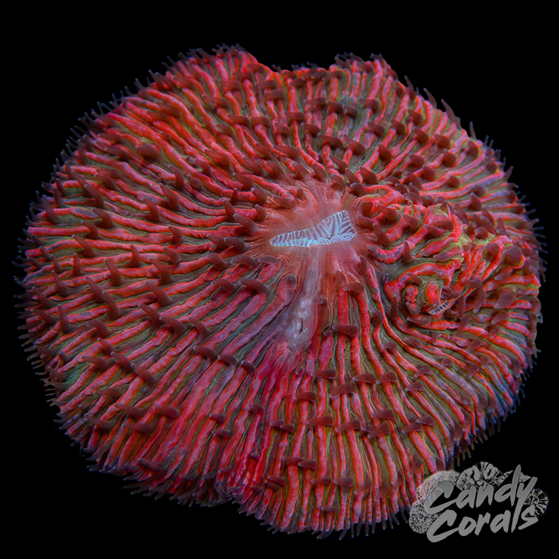 Rainbow Ultra Plate WYSIWYG 30