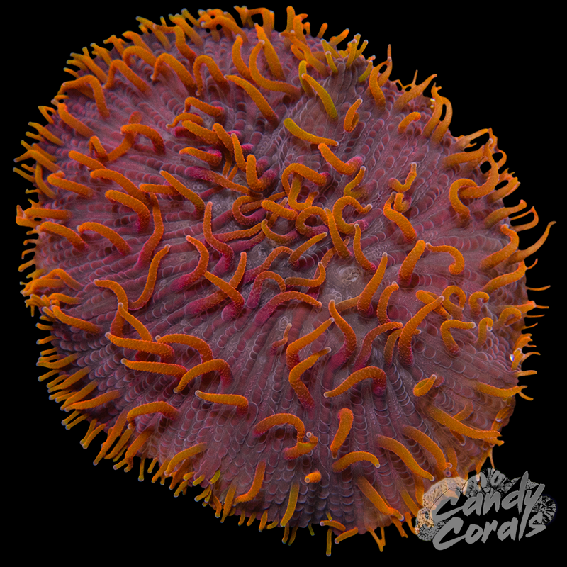 Purple Base Rainbow Orange Tentacle Plate Coral