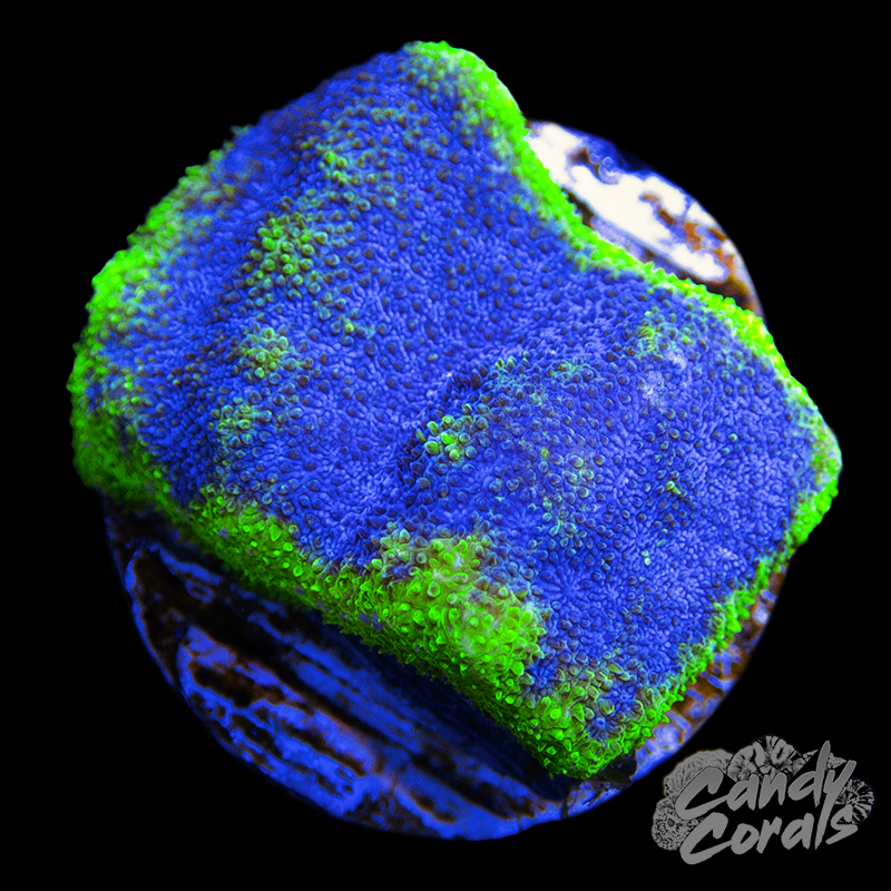 Blueberry Haze Psammocora Frag B3 – Candy Corals