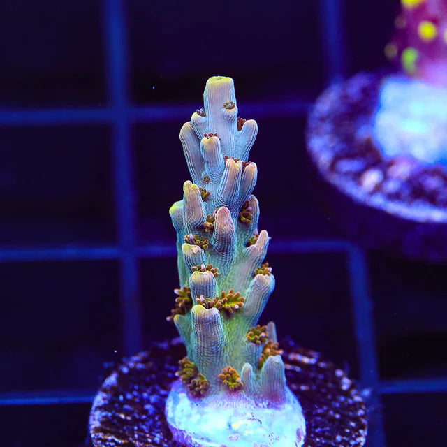 TSA Colt 45 Acropora Coral A18
