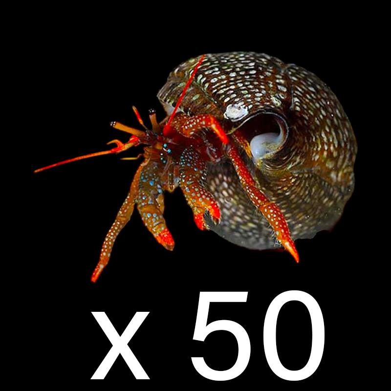 Dwarf Red Tip Hermit Crab