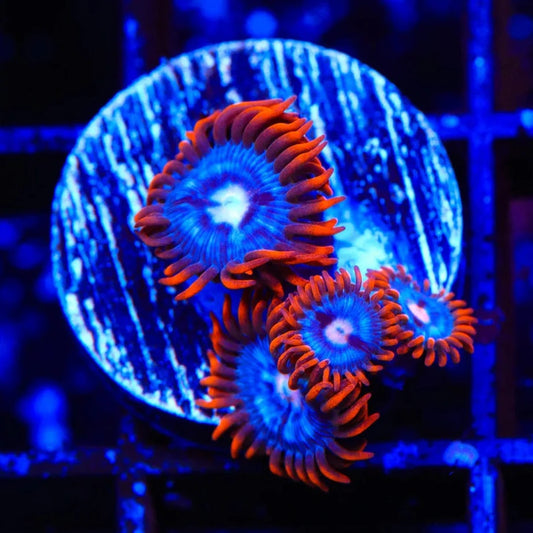 Fire and Ice Zoanthid Frag