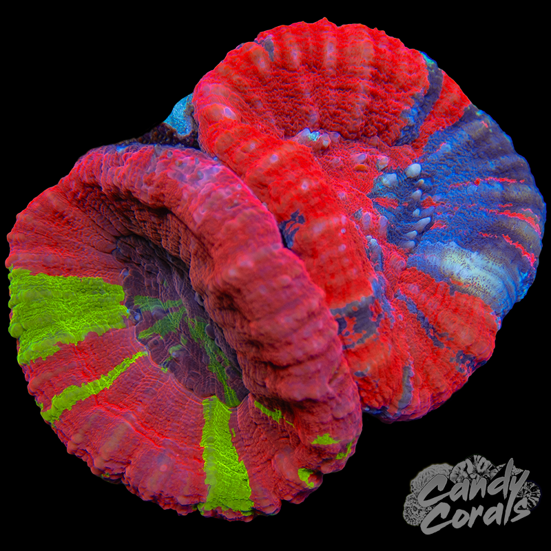 Ultra Double Scoly WYSIWYG 2