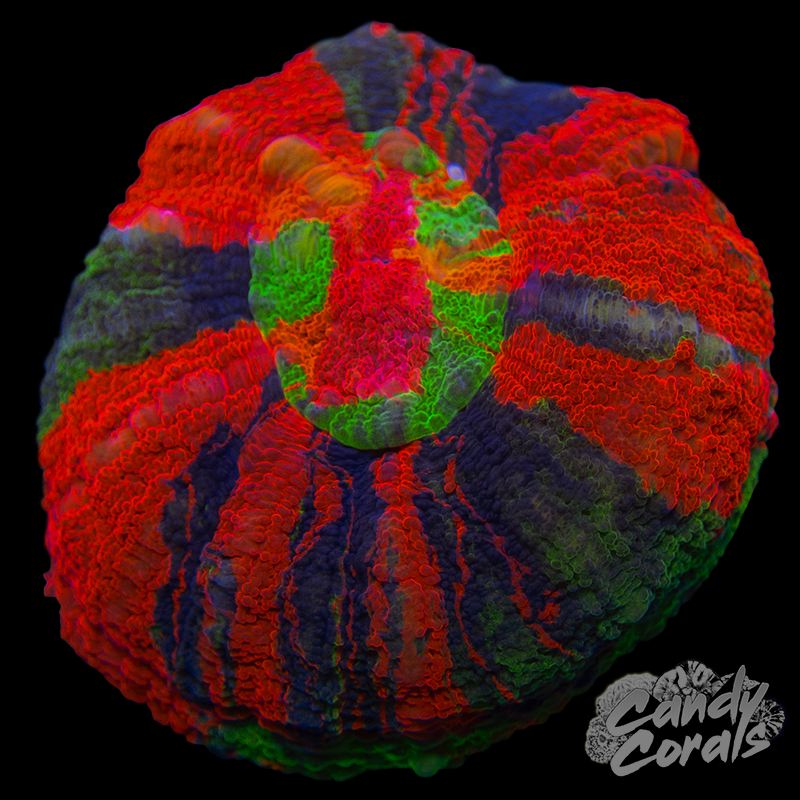 Master Scoly WYSIWYG 16 (Small)