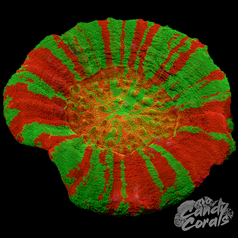 Ultra orange mouth Scoly WYSIWYG 39