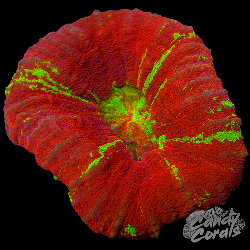 Orange Mouth Reverse Bleeding Apple Scoly WYSIWYG 3