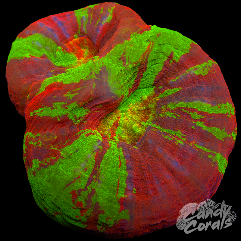 Double Head Orange Mouth Bleeding Apple Scoly WYSIWYG 14