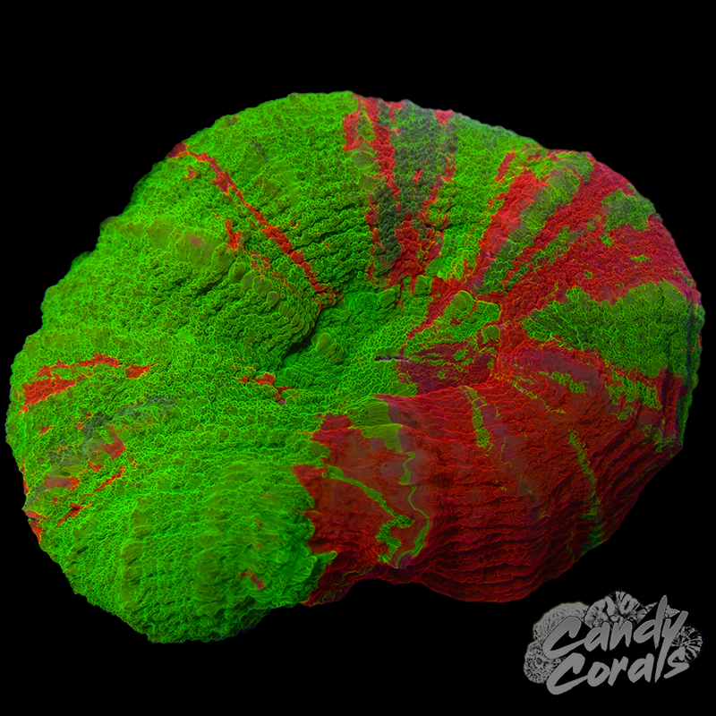 Bleeding Apple Scoly WYSIWYG 17