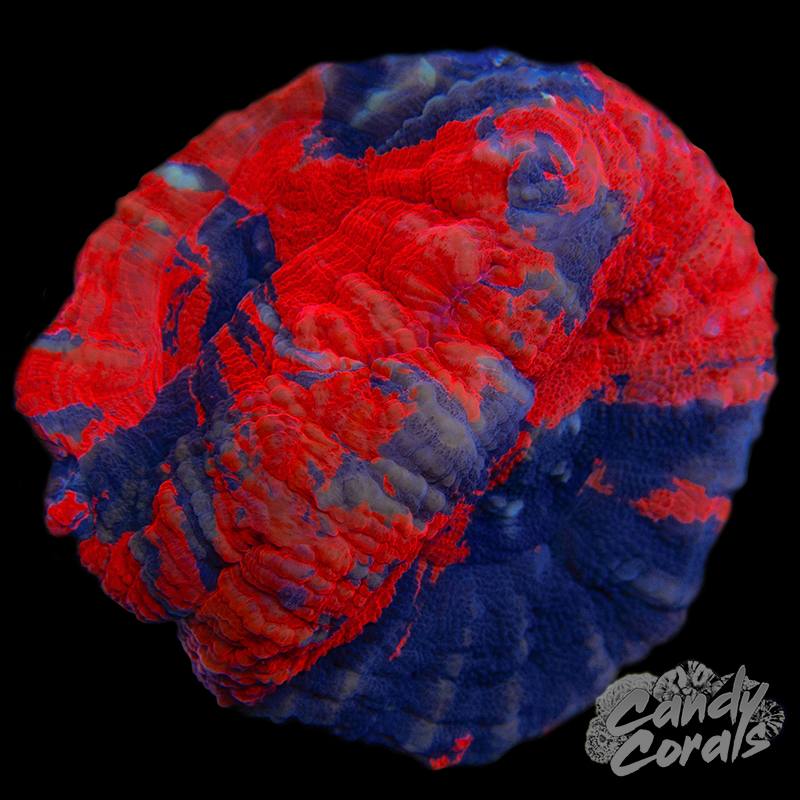 Double Trouble War Paint Scoly WYSIWYG 3