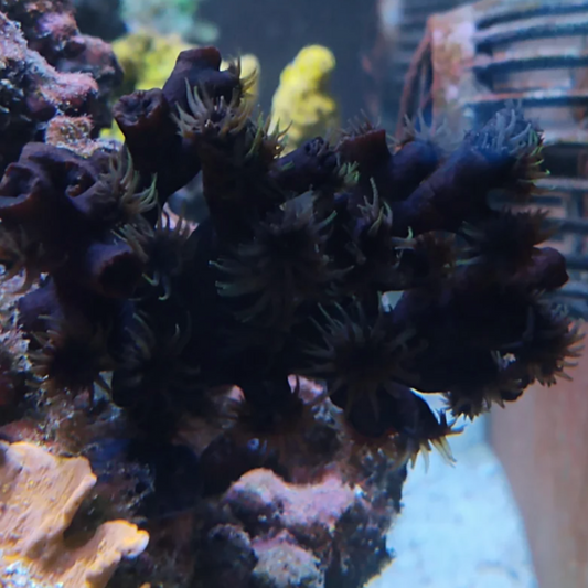 Black Sun Coral Frag