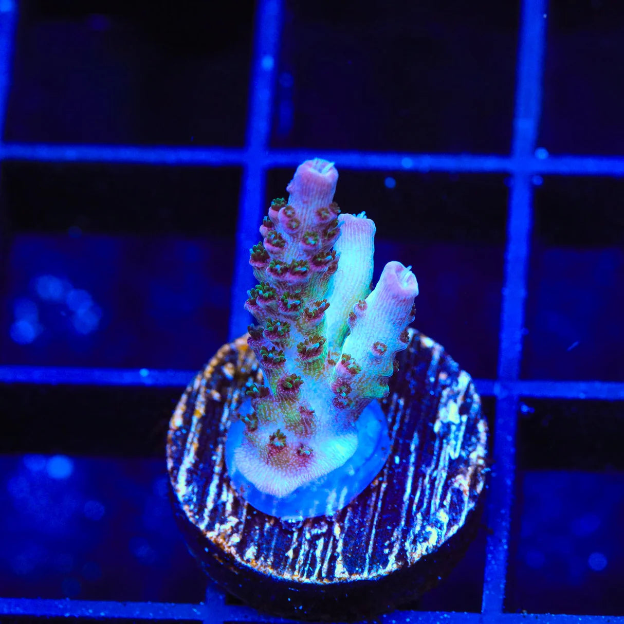 TSA Sour Tsunami Acropora Sp. Frag A25