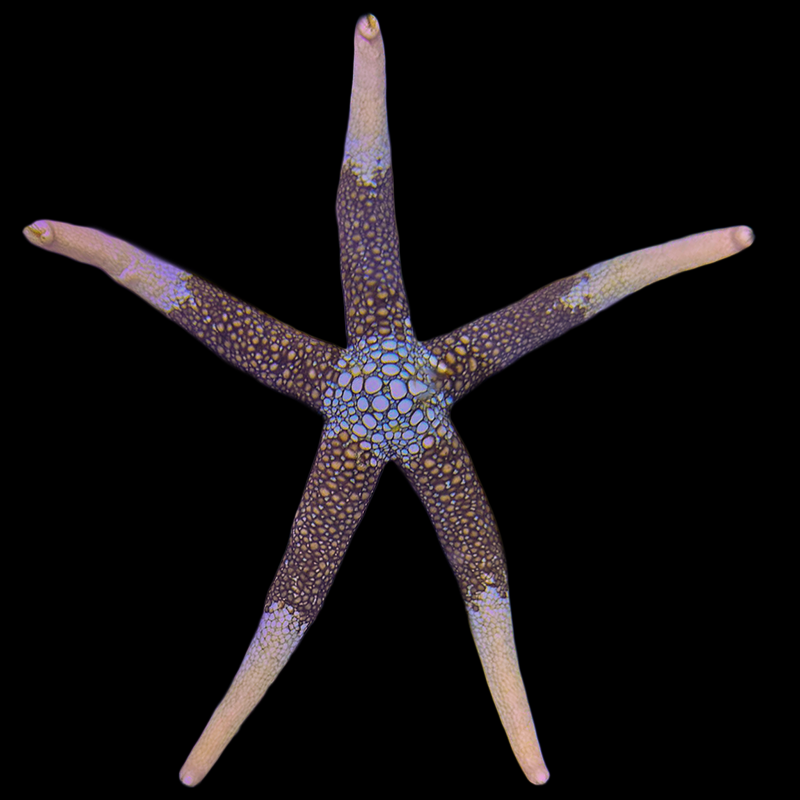 Nardoa Novaecaledoniae Starfish
