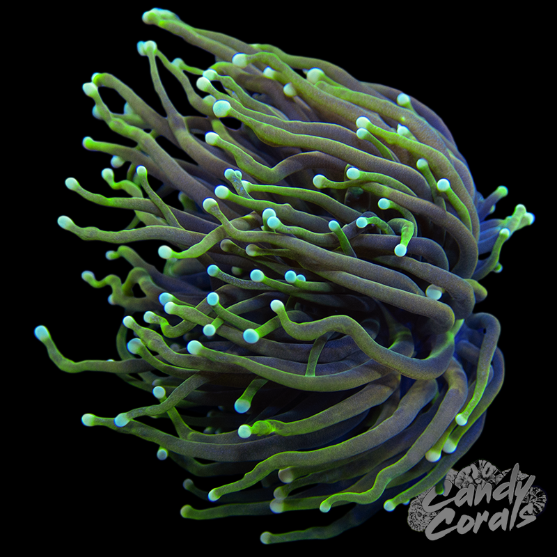 Ultra Torch WYSIWYG 21