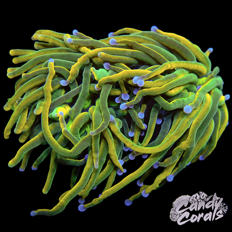 Rapunzel Torch WYSIWYG 1