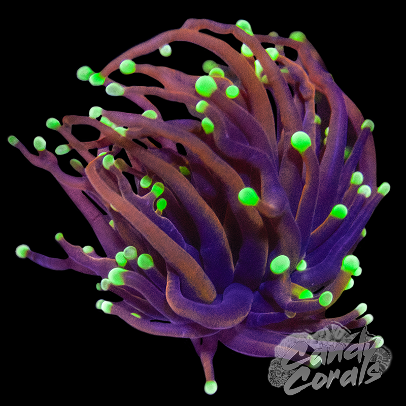 Meteor Shower Torch T22