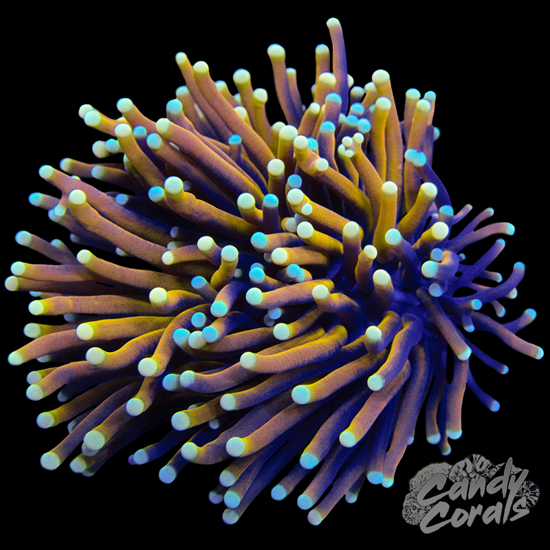 Ultra Torch WYSIWYG 11