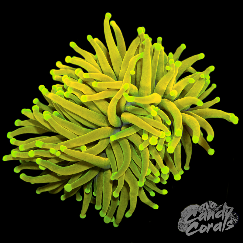 Malaysian Sun God Torch T1 – Candy Corals