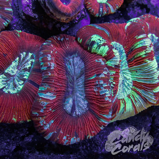 Small Assorted Red Trachyphyllia