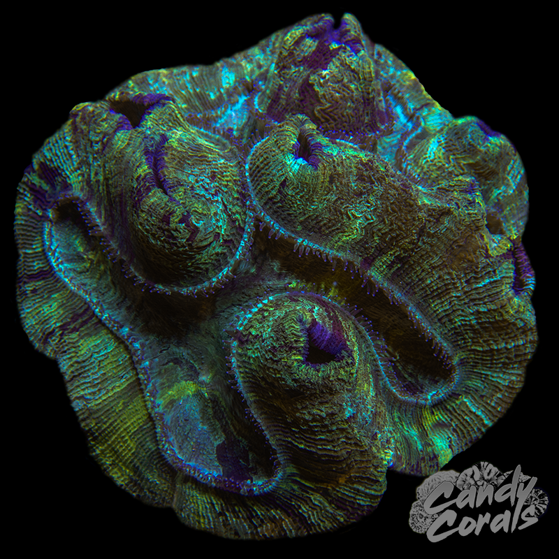 Large Rainbow Trachyphyllia WYSIWYG 84
