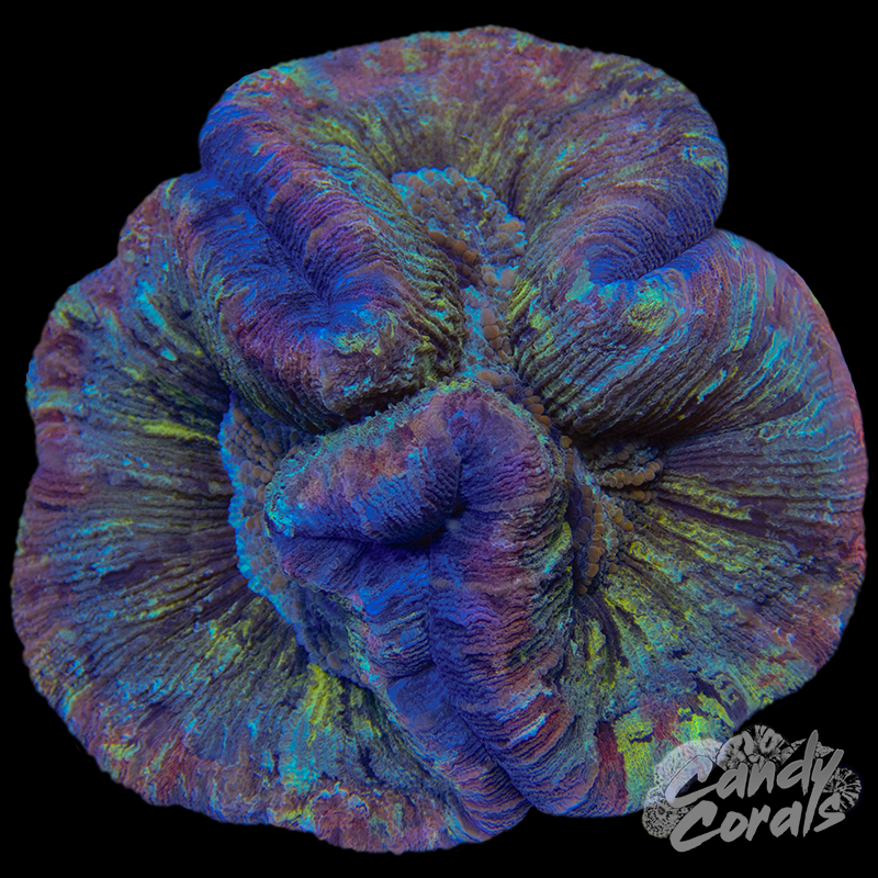 Rainbow Trachyphyllia WYSIWYG 42