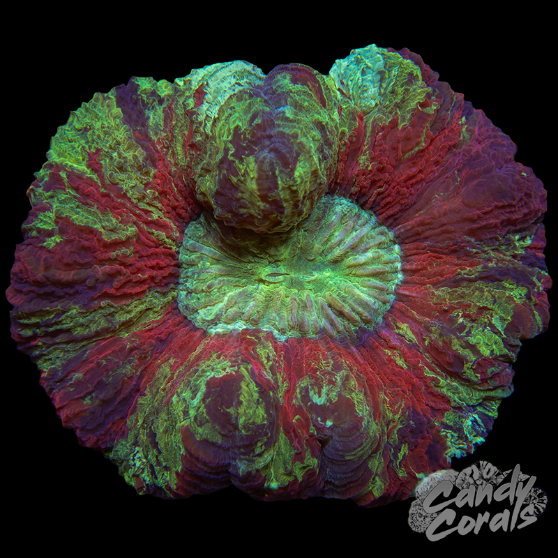 Rainbow Trachyphyllia WYSIWYG 75