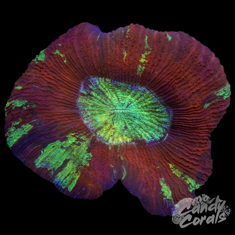 Rainbow Trachyphyllia WYSIWYG 82
