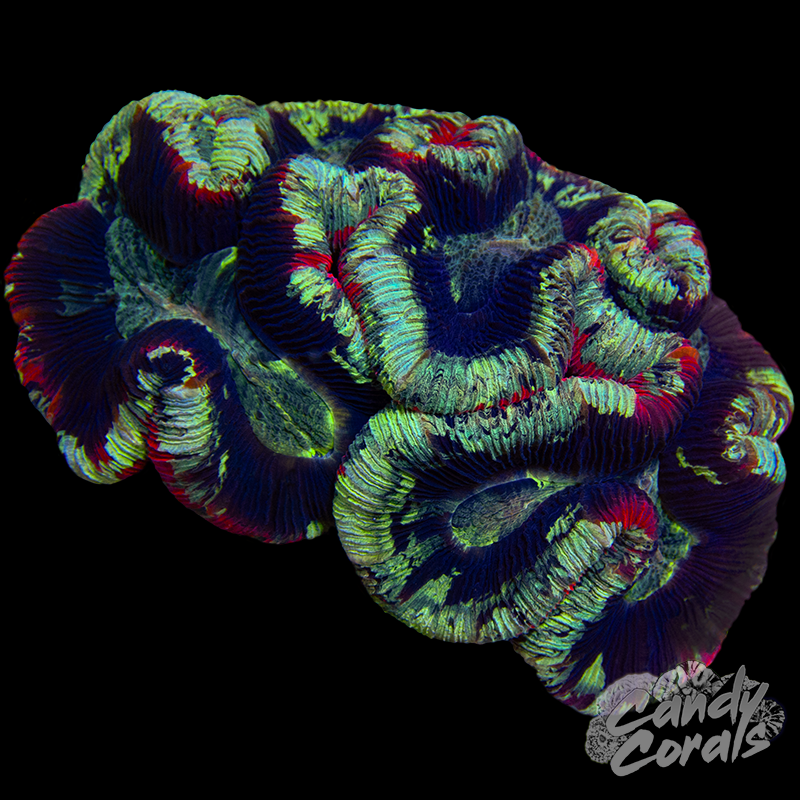 Rainbow Trachyphyllia WYSIWYG 26