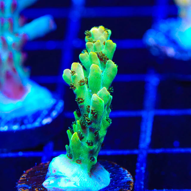 TSA Harvey Wallbanger Acropora Sp. Frag A21