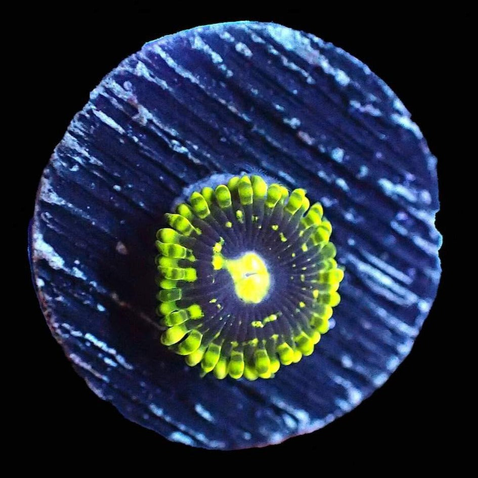 Exosphere Zoanthid Per Polyp Z19