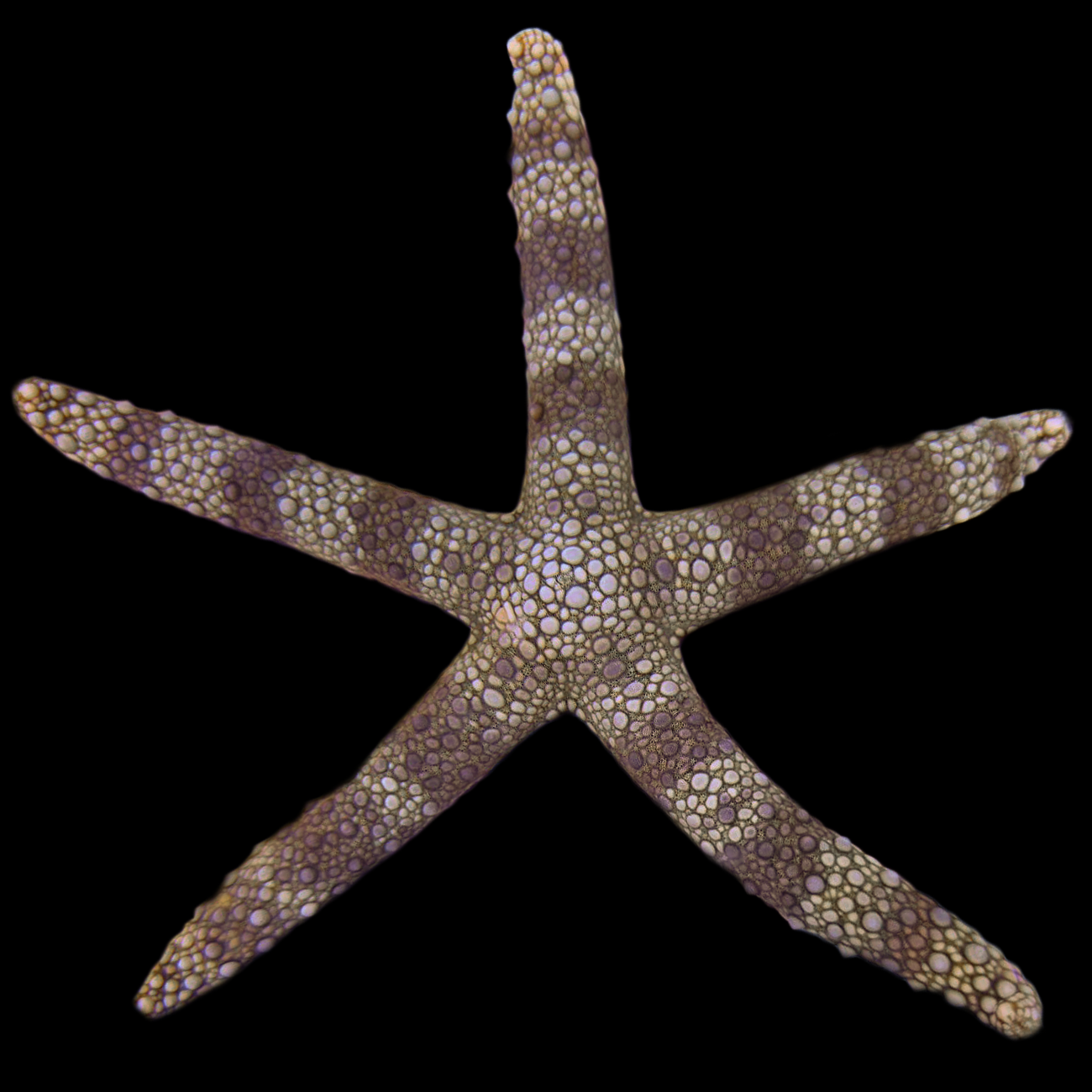 Nardoa Tubeculata Starfish