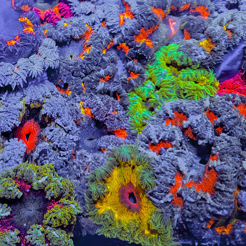Assorted Ultra Rock Flower Anemone – Candy Corals