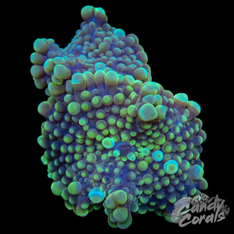 Ultra Yuma Mushroom Duo WYSIWYG 23