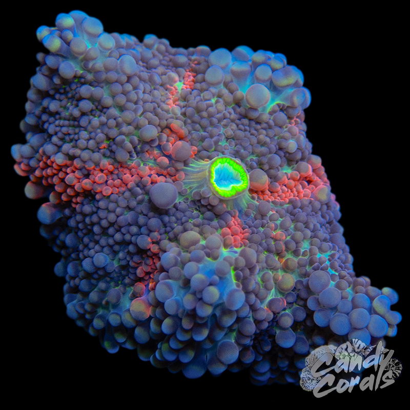 Rainbow Yuma Mushroom WYSIWYG 39