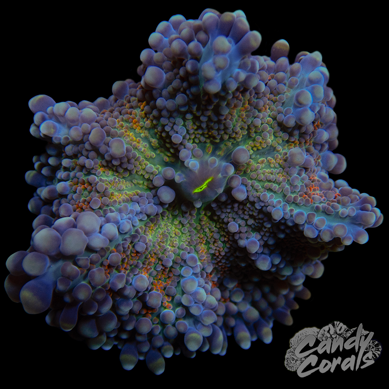 Ultra Yuma Mushroom WYSIWYG 77