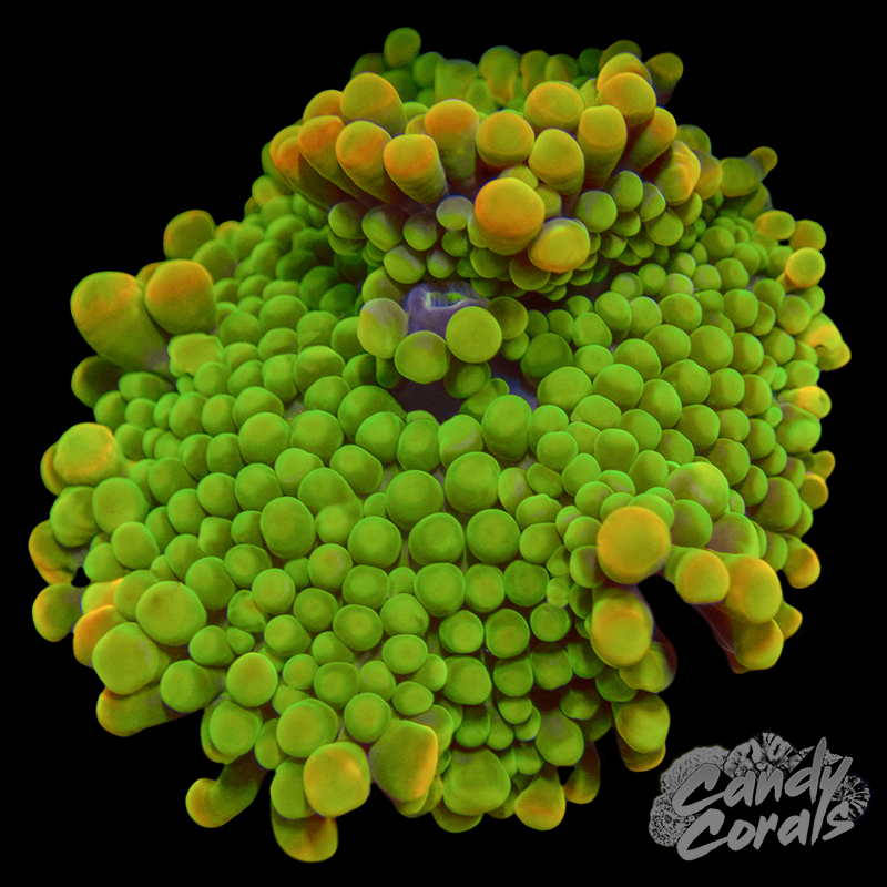 Ultra Yuma Mushroom WYSIWYG 74