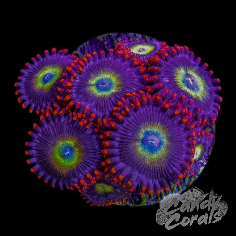 TSA Circus Freak Zoanthid Frag Z34 – Candy Corals TSA Circus Freak Zoanthid Frag Z34 – Candy Corals