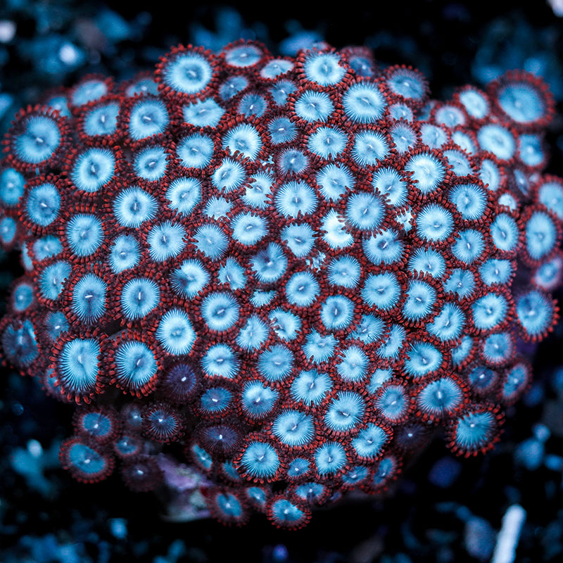 Spiderman Palythoa Frag Z50