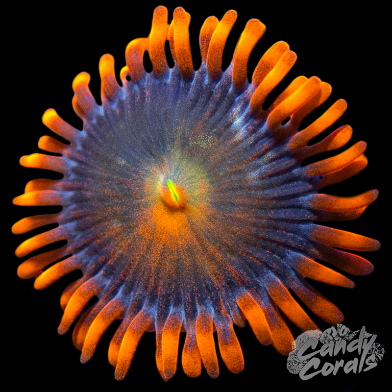 Lorax Zoanthid Per Polyp Z4 – Candy Corals