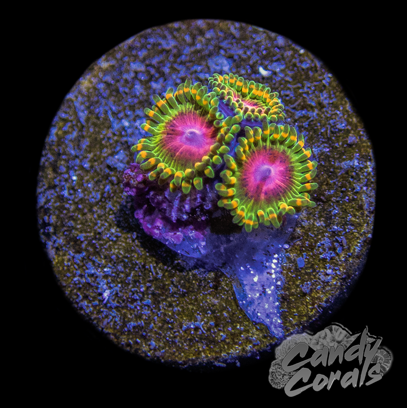 Awesome Blossom Zoa Frag Z25 – Candy Corals Awesome Blossom Zoa Frag Z25 – Candy Corals