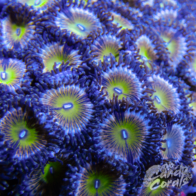 Happy Hour Palythoa Per Polyp Z56