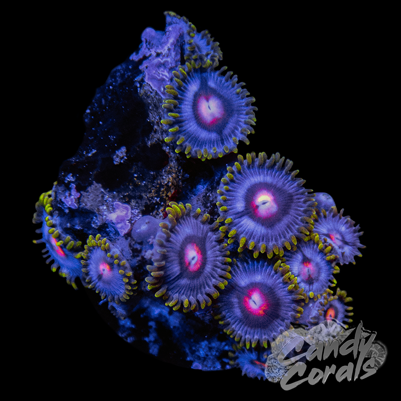 Blowpop Zoanthid Frag Z42