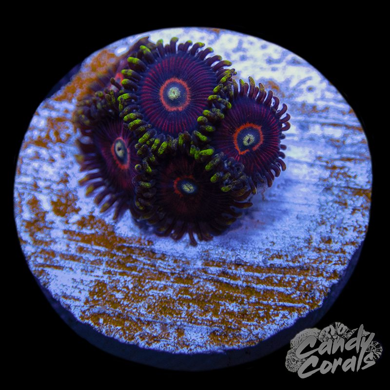Salted Watermelon Zoanthid Frag Z55